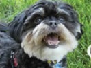 Gizmo