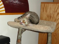 Fritz