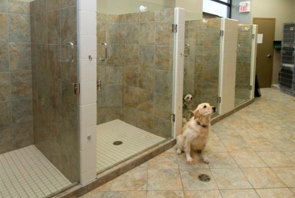 Canine & Feline Wards