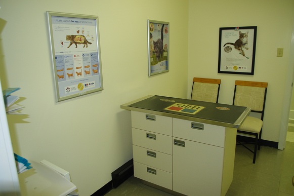 Feline Examination Room