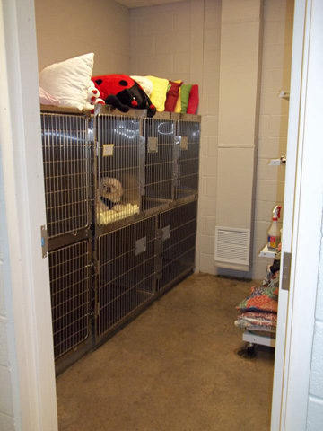 Small dog area
