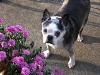 Mille - 2011 October Pet of the Month