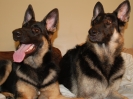 Maureen's dogs, Raina and Layla
