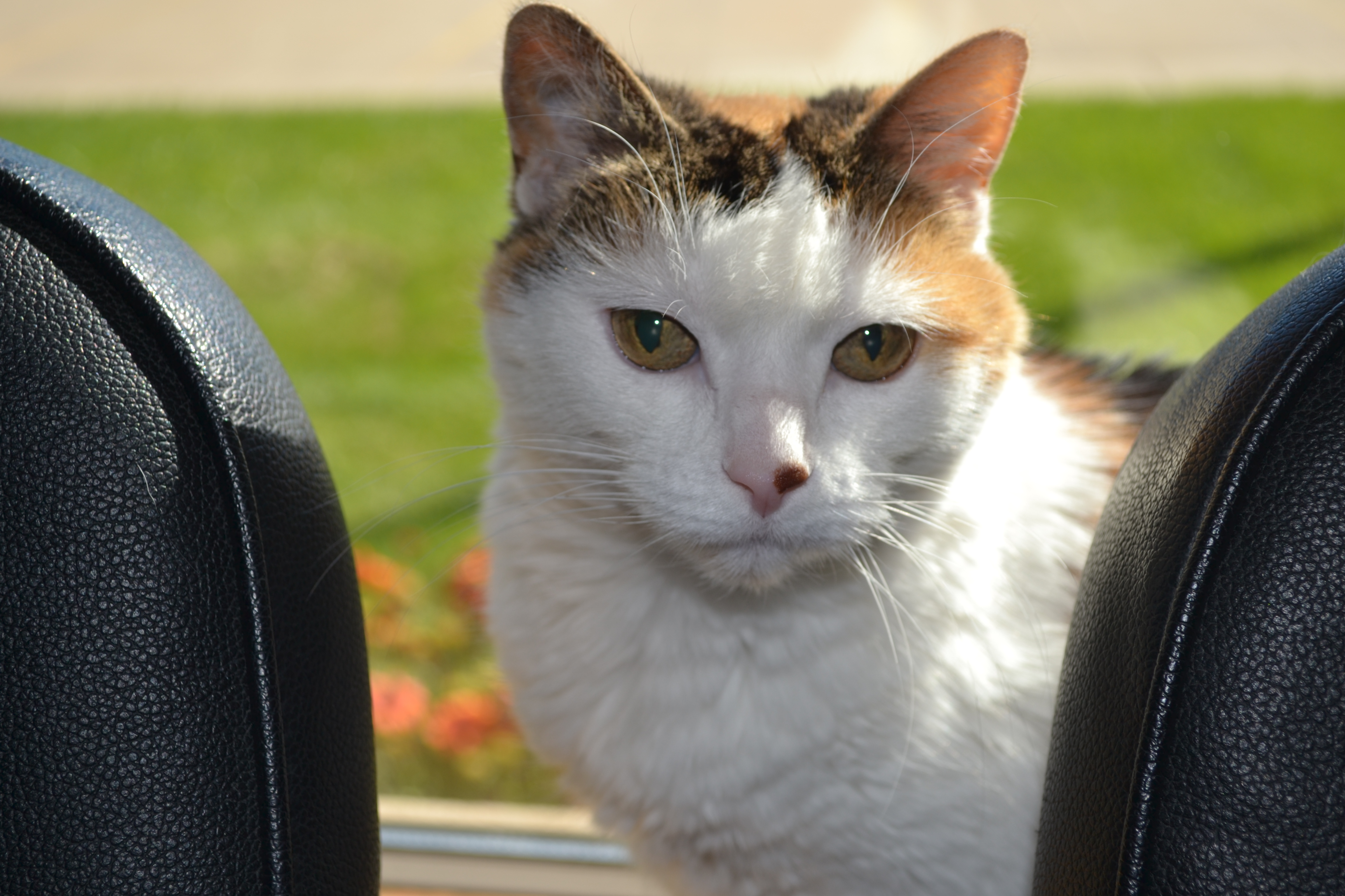 Arborview Veterinary Clinic