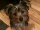 Miss Lulu Lyn