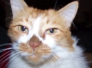 Oscar