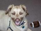 Brody