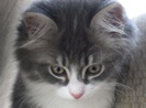 Kisa