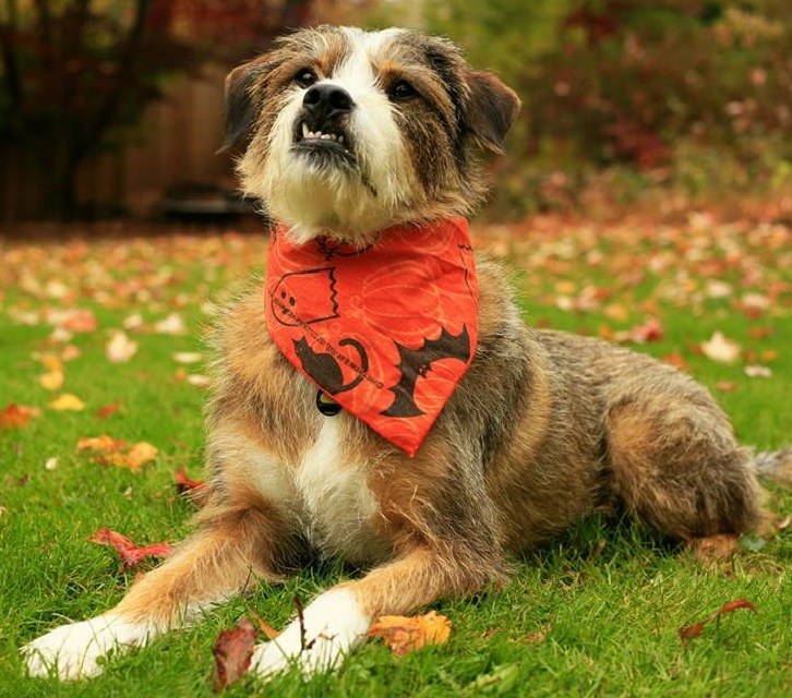 Nashua Pet Care Clinic Quality Veterinary Care in Nashua, NH