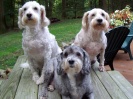 Hobbs / Heidi / Harlee