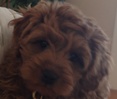 Izzy