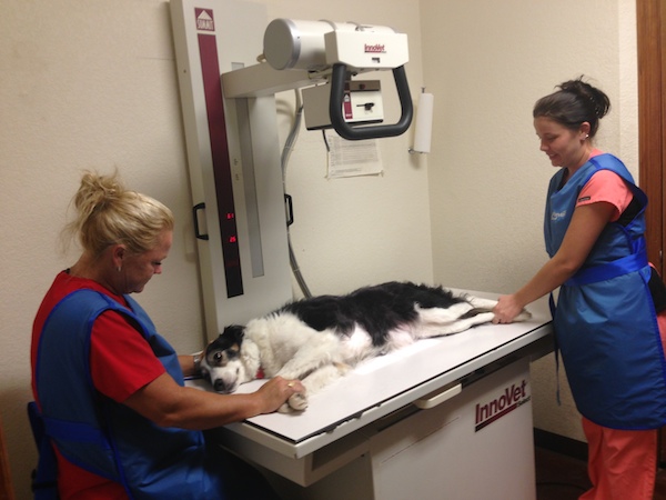 dogxray