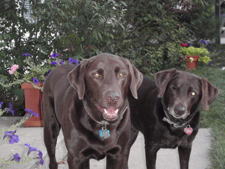 Millie and Oggie