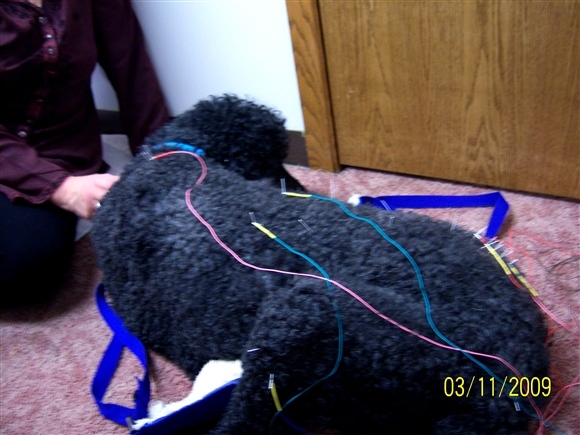 electroacupuncture