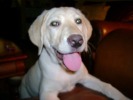 Marlee