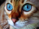 Blue Eyes