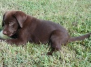 Brandy