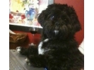 Buster
