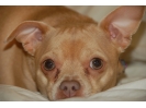 Shirley's dog, Bambi