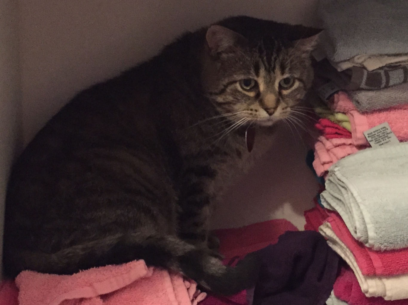 Sullivan Veterinary Hospital