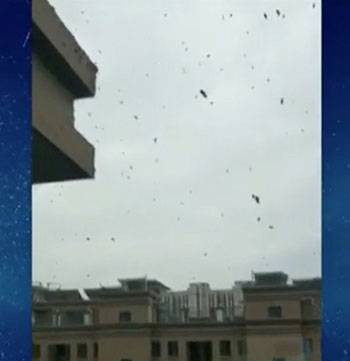 A couple in a high-rise residential building received a complaint after their personal beehives were causing distress to neighbors.