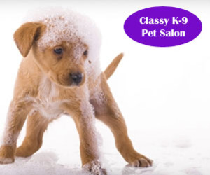 k9 pet salon