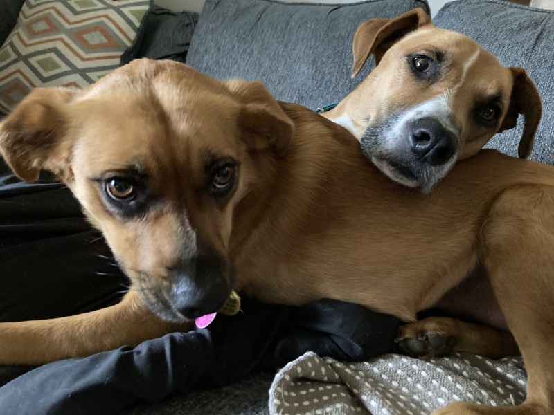 Need a fence for 2 fast pups, born to run Image
