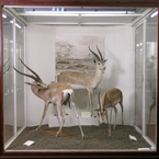 Sala07-2_gazzelle_b_1