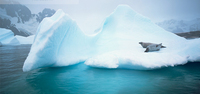 Antarcticahero1_a_3