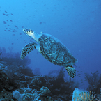 Turtle_b_1
