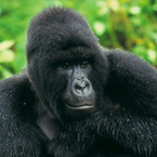 Gorilla_b_1