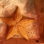 Pink-sands-resort-50_fs_b_1