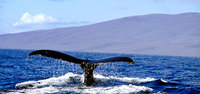 New-maui_a_3