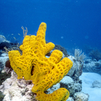 Tci8_b_1