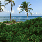 Stc_hammockpalms2_b_1