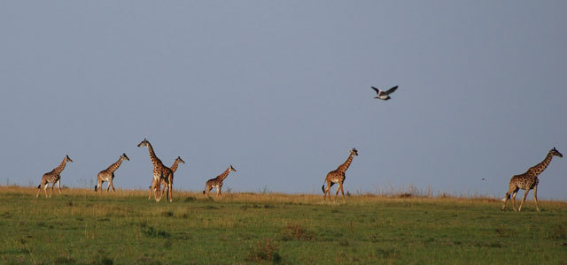 Singita Grumeti Reserves, courtesy MBB