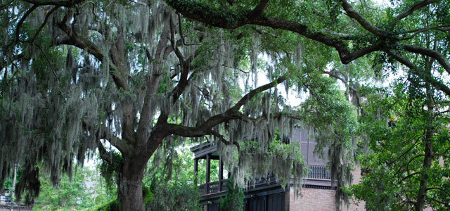 Savannah, copyright Indagare
