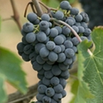Enoteca_la_fortezza_b_1