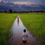 Cambodianfields2_1_b_1