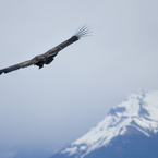 Condor_b_1