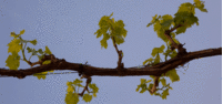 Sonoma_a_3