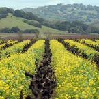 Mustard_in_the_vineyard_b_1