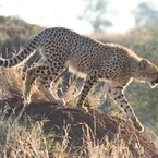 Cheetah7_b_1