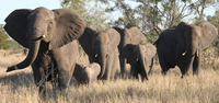 Southafrica-new_a_3
