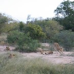 Lions_b_1