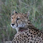 Cheetah_b_1