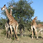 Giraffe1_b_1