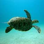 Turtle_b_1