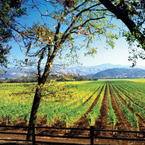 Calistoga_b_1