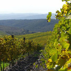 Castiglion_del_bosco_3_b_1